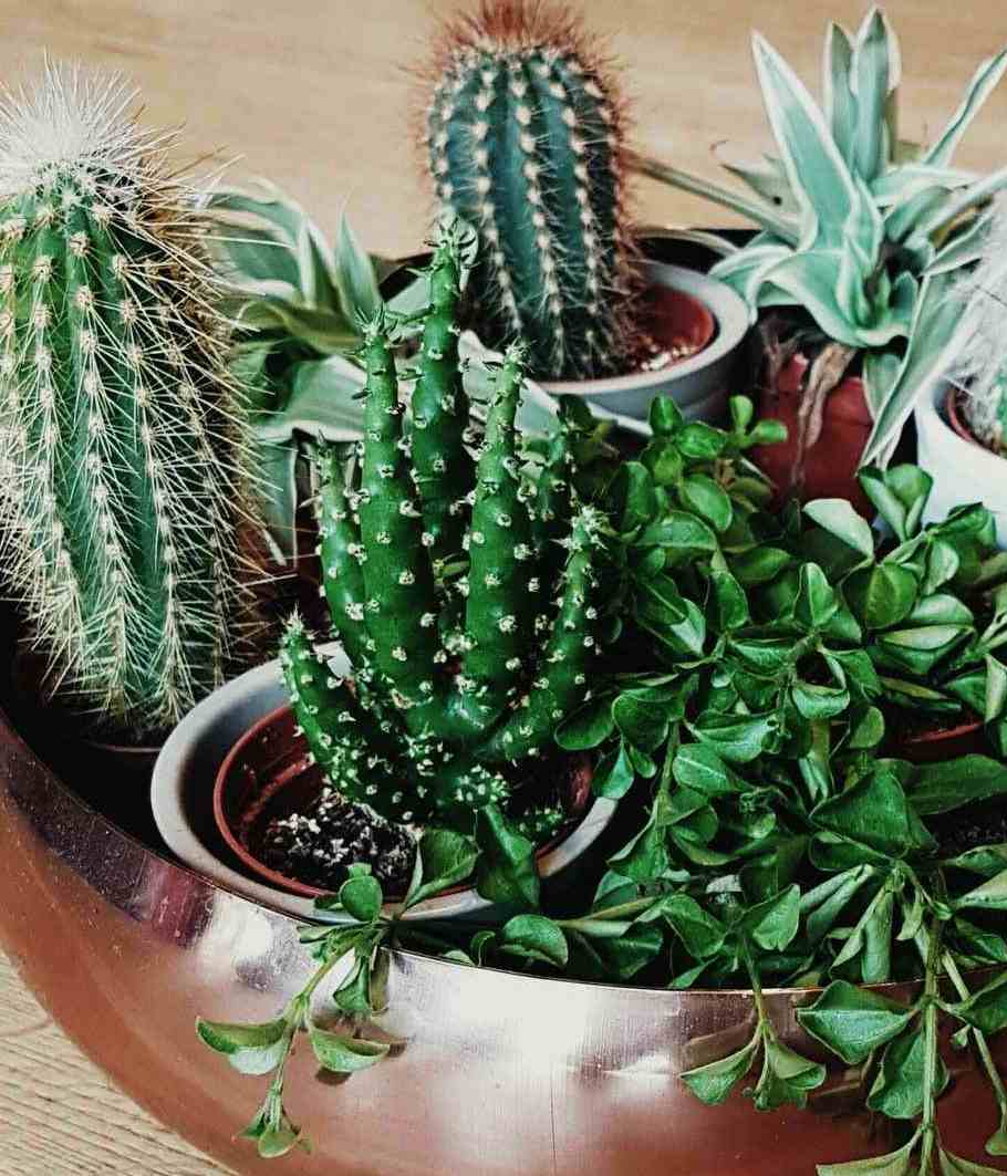 Plantes